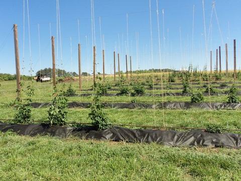 Rows of young hop plants trained on tall wooden poles and string trellis in grassy field