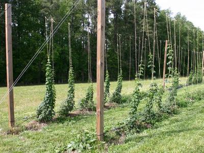 Hop plants climbing twine between wooden posts in a grassy field