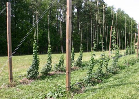 Hop plants climbing twine between wooden posts in a grassy field
