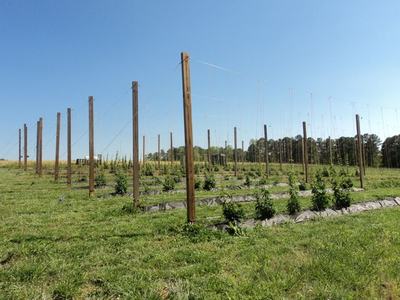 Field of young hop plants with tall wooden trellis poles and wires