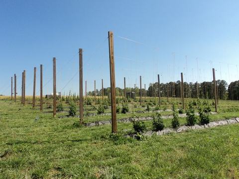 Field of young hop plants with tall wooden trellis poles and wires