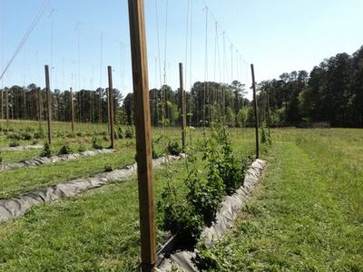 Rows of trellised plants on wooden stakes in a grassy field under clear sky