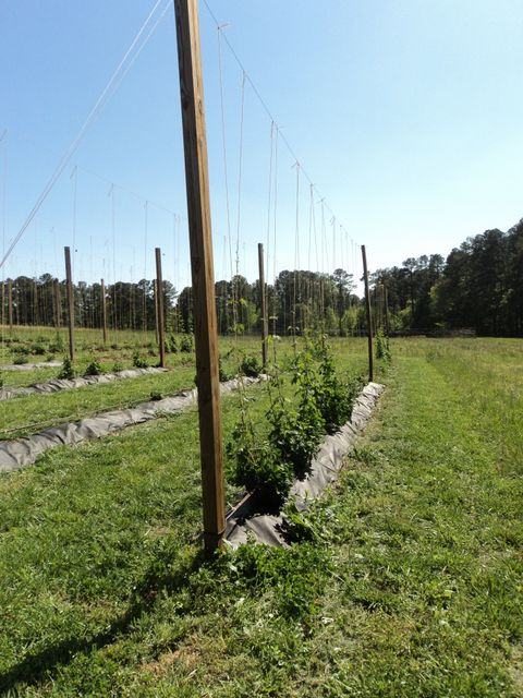 Rows of trellised plants on wooden stakes in a grassy field under clear sky