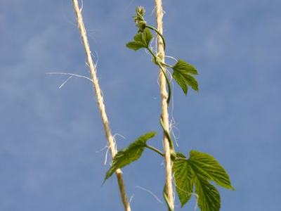 Vine with green leaves twining upward around two vertical ropes against blue sky