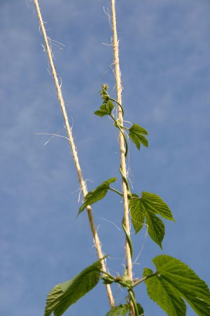 Vine with green leaves twining upward around two vertical ropes against blue sky