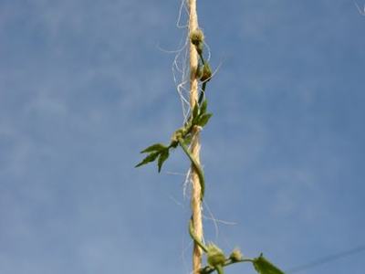Vine twining upward around a vertical rope against a clear blue sky