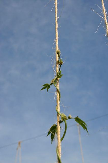 Vine twining upward around a vertical rope against a clear blue sky