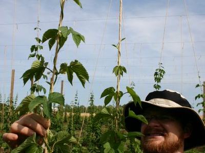Person wearing hat holding and inspecting tall hop vines on vertical trellis in field