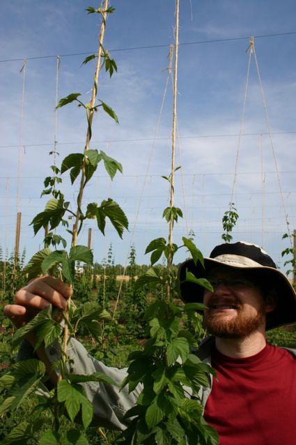 Person wearing hat holding and inspecting tall hop vines on vertical trellis in field