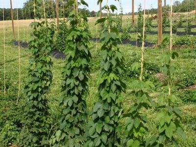 Hop vines climbing twine-taught strings on wooden poles in a field.
