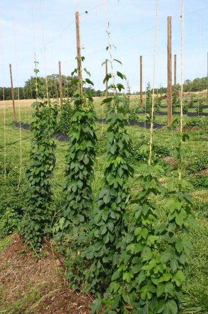 Hop vines climbing twine-taught strings on wooden poles in a field.
