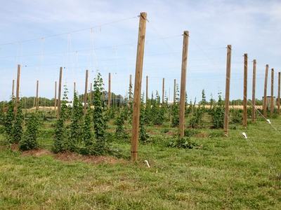 Young hop plants trained on trellis of tall wooden poles in a grassy field