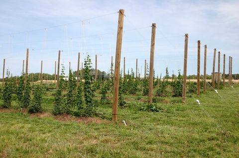 Young hop plants trained on trellis of tall wooden poles in a grassy field
