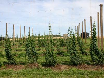 Rows of young hop vines trained on wooden poles and overhead wires in a field