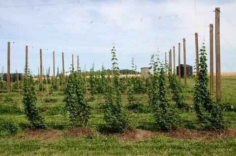 Rows of young hop vines trained on wooden poles and overhead wires in a field