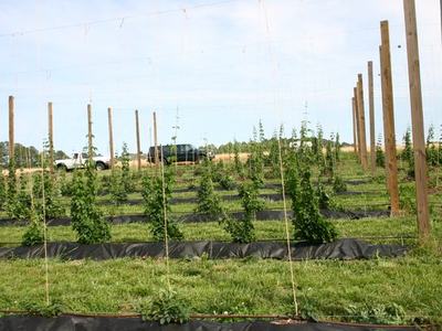 Hops plants trained on trellis lines between wooden poles in a field