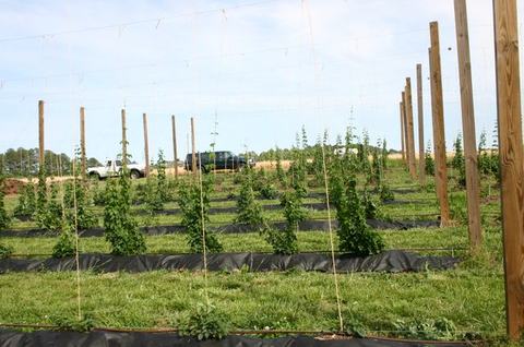 Hops plants trained on trellis lines between wooden poles in a field