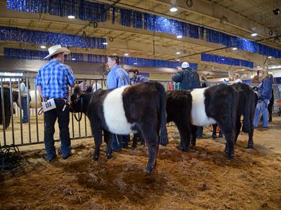 Handlers showing two belted cattle in an indoor livestock ring, tag "098" visible on one handler