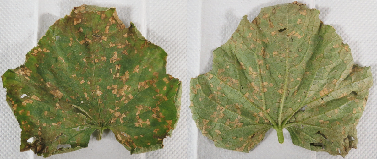 two cucumber leaves top and bottom view