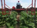 Farmer operating red crop sprayer machine over rows of large tobacco plants