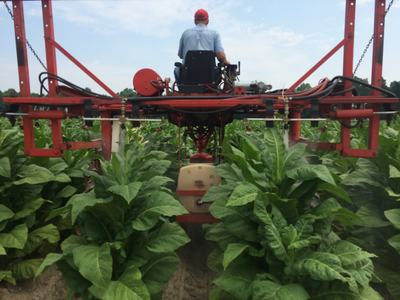 Farmer operating red crop sprayer machine over rows of large tobacco plants