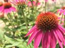 Echinacea purpurea ‘Powwow berry’ Coneflower planted near the sidewalk, by Olivia Horning