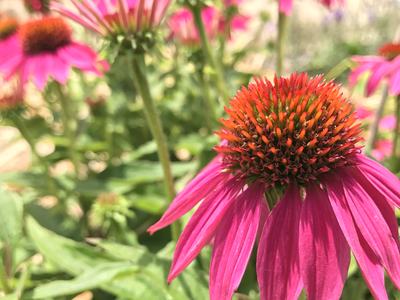 Echinacea purpurea ‘Powwow berry’ Coneflower planted near the sidewalk, by Olivia Horning