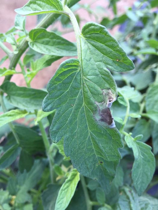 Late blight on tomato
