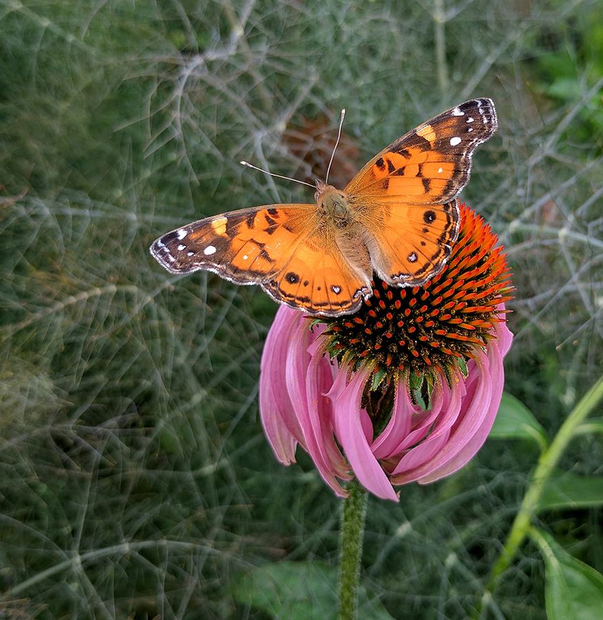 American lady on coneflower