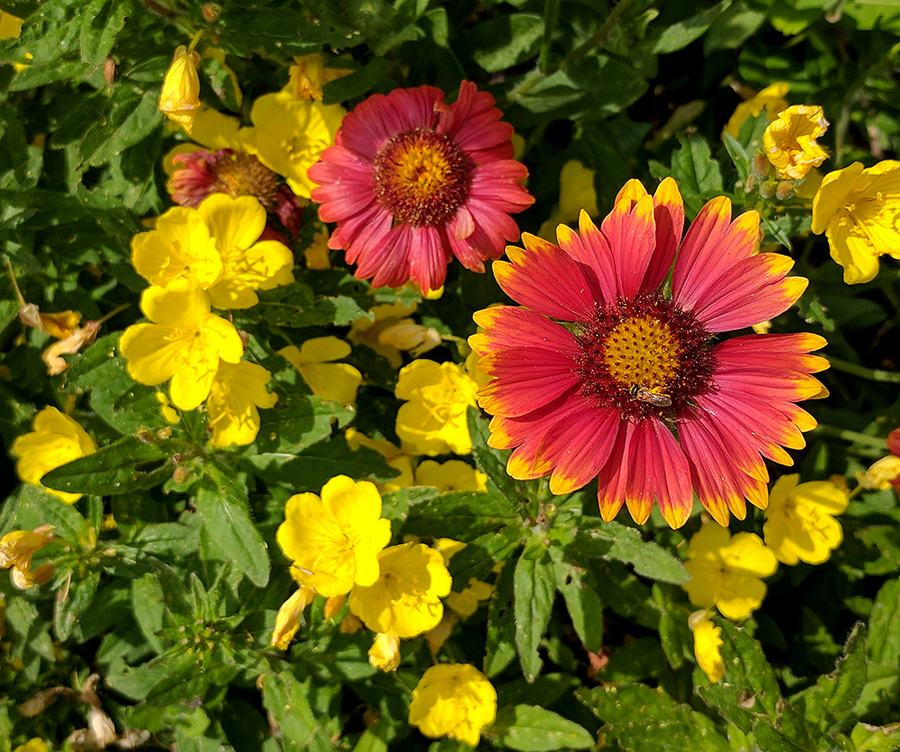 lanceleaf blanketflower and southern sundrops