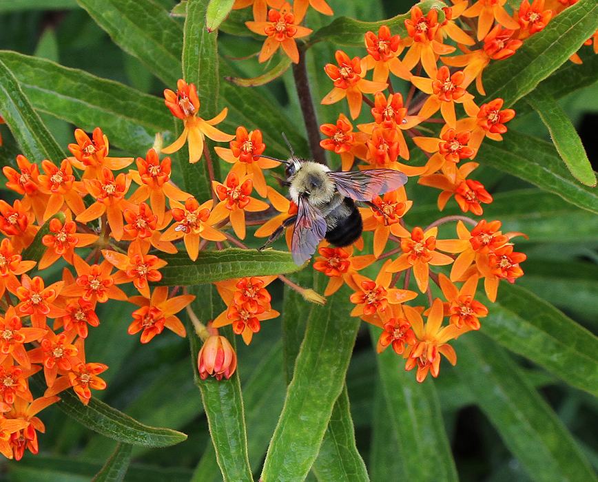 Bumble bee on butterfly weed