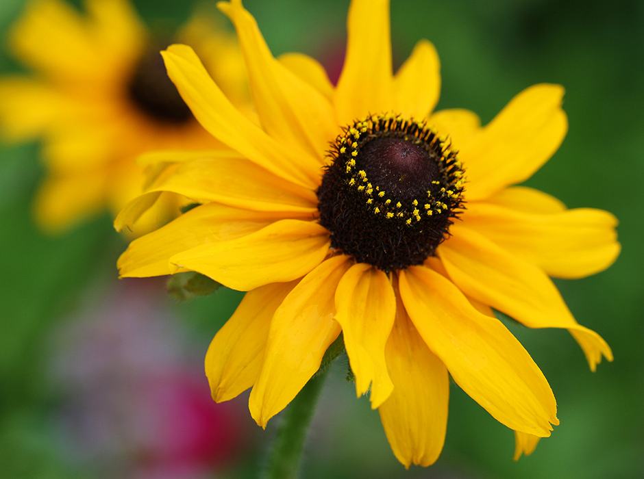 Black-eyed susan