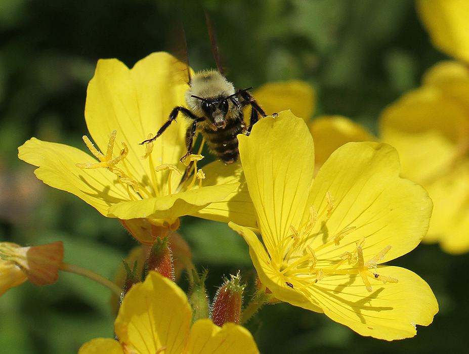 bumbles on southern sundrops