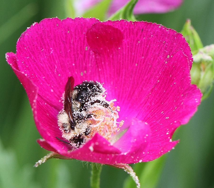 bees on poppy mallow