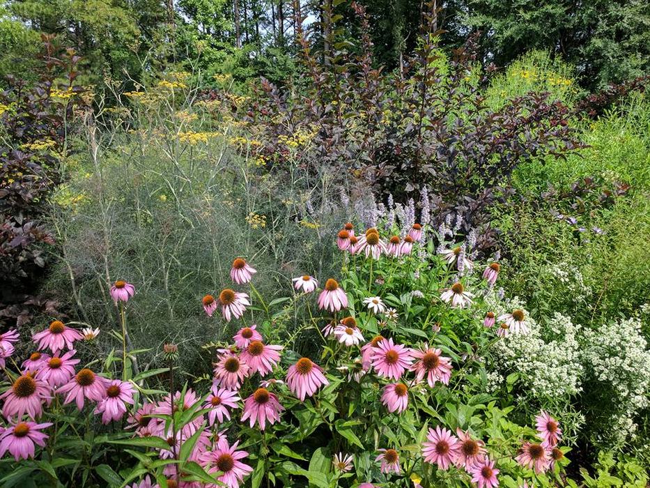 pollinator garden 