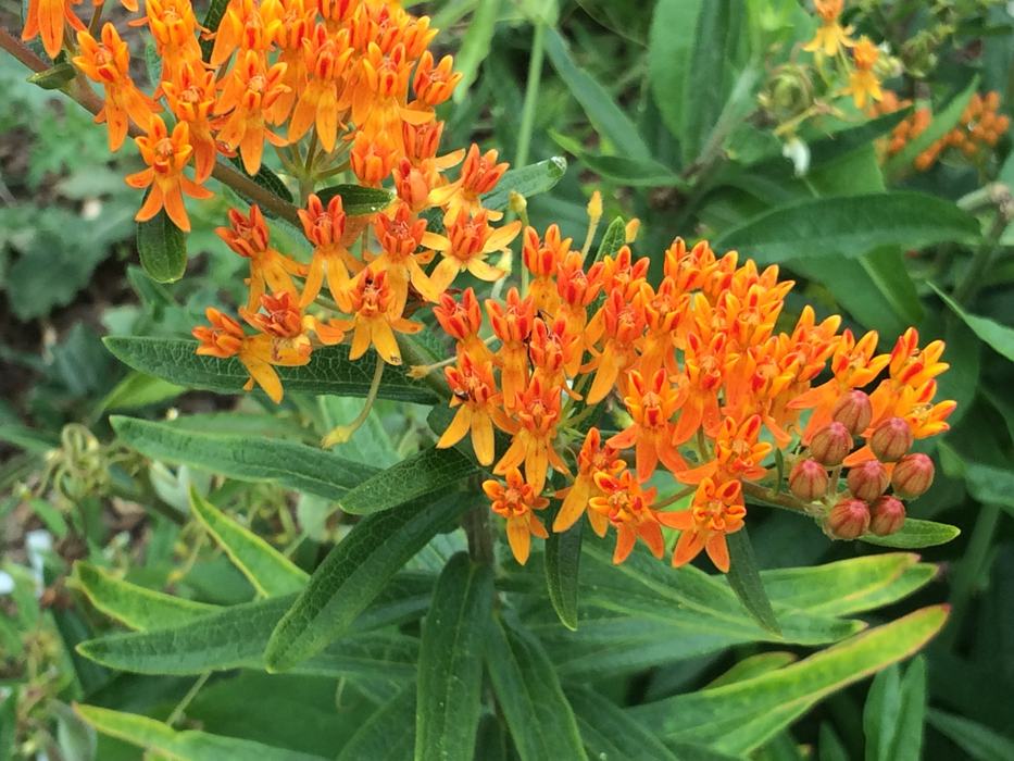 butterflyweed