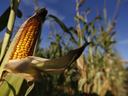 Partially husked ear of yellow corn on stalk in a cornfield under blue sky