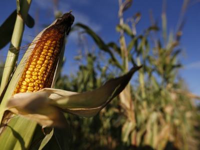 Partially husked ear of yellow corn on stalk in a cornfield under blue sky
