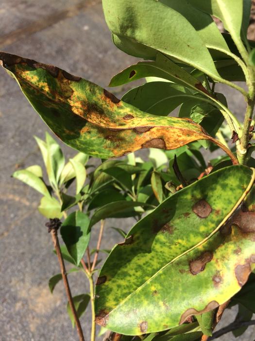 mountain laurel leaf blight symptoms