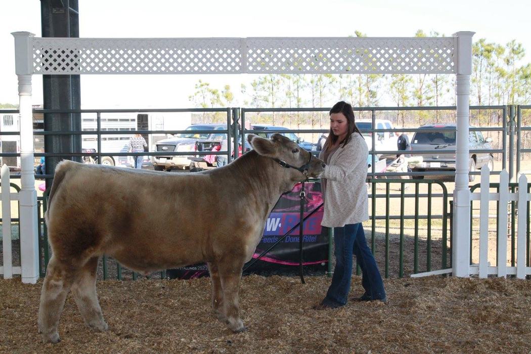 Girl showing cow at 4-H Youth Livestock show