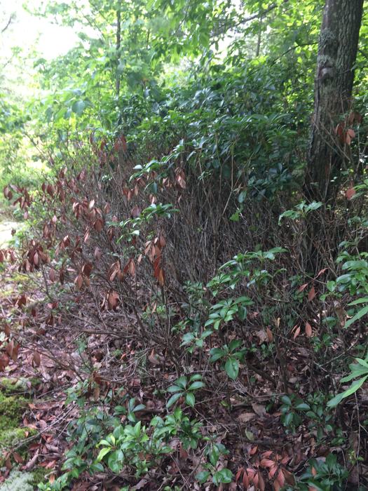 partially defoliated mountain laurel