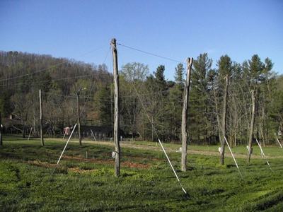 Field with wooden posts and horizontal wires for crop trellising