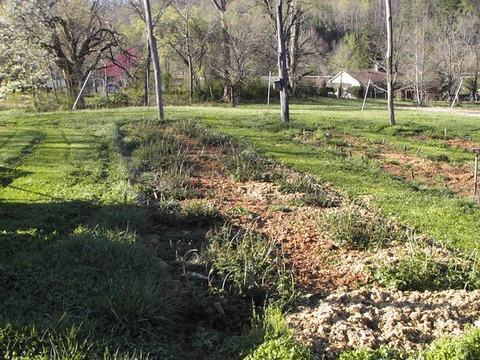 Planted garden beds and grassy rows with leafless trees and houses in the background