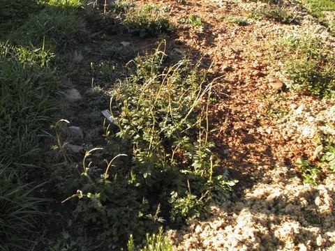 Patch of green weeds and grass beside bare gravelly soil in sunlight