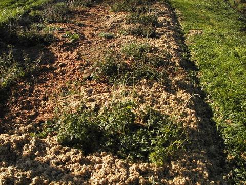 Garden bed mulched with wood shavings around small green plants beside a grassy path.