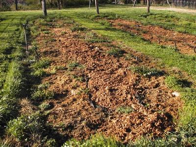 Freshly turned soil in long garden beds with grassy paths between rows.