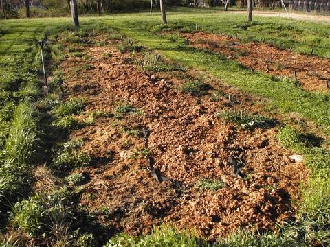 Freshly turned soil in long garden beds with grassy paths between rows.