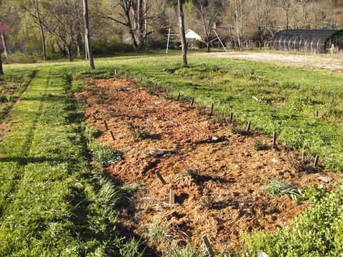 Mulched rectangular garden bed with small stakes in a grassy field, greenhouse in background