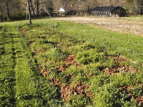 Field with rows of green cover crops and soil mounds, arched greenhouse in background