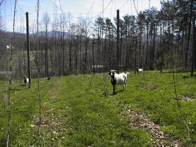 Goats grazing in a grassy field among tall poles and vine trellises